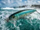 beyond the basic rod upgrading for bigger fish new challenge 2026 04 30