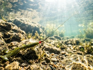 rig a carolina for deeper bites 2026 04 29